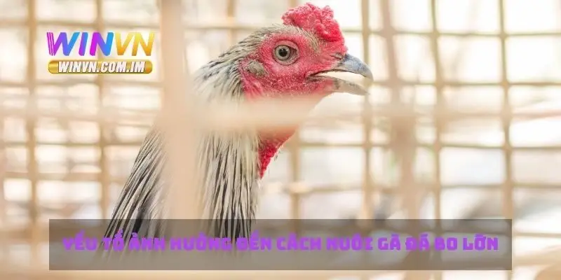 Cách Nuôi Gà Đá Bo Lớn Mẹo Và Chiến Thuật Để Thành Công 3 Yếu tố ảnh hưởng đến cách nuôi gà đá bo lớn