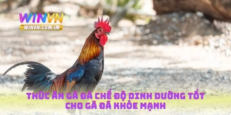 Thức Ăn Gà Đá Chế Độ Dinh Dưỡng Tốt Cho Gà Đá Khỏe Mạnh 3 Thức ăn gà đá