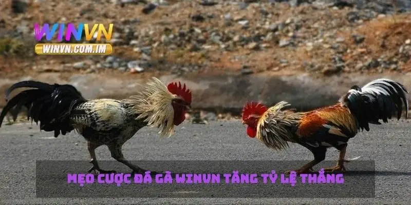 Đá Gà Winvn Tìm Hiểu Mẹo Chơi Và Cá Cược Hiệu Quả 2 Mẹo cược đá gà Winvn tăng tỷ lệ thắng