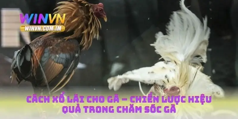 Cách Xổ Lãi Cho Gà – Chiến Lược Hiệu Quả Trong Chăm Sóc Gà 5 Xổ lãi cho gà đá